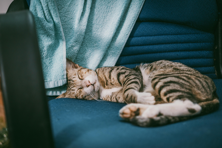 cat snores